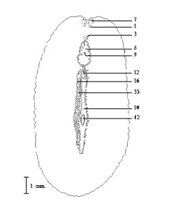 Acanthozoom lepidium Figure 1. Ventral view (after Heath & McGregor).