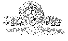 Acanthozoom lepidium Figure 2. Section through dorsal papilla  (after Heath & McGregor). 