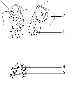 Acanthozoom lepidium Figure 4. Enlarged view of the eyes (after Heath & McGregor). 